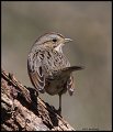 _5SB9868 lincolns sparrow